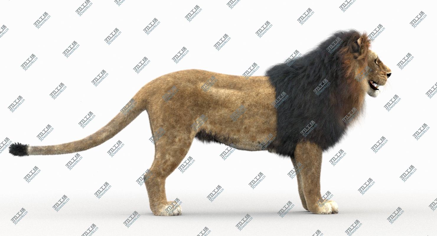 images/goods_img/2021040161/Lion (1) (Rigged, Fur)/5.jpg